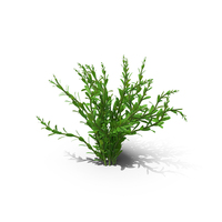 Aquarium Plant Rotala Green PNG & PSD Images