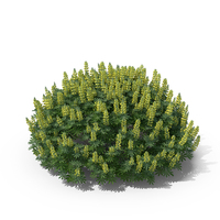 Yellow Lupine Bush PNG & PSD Images