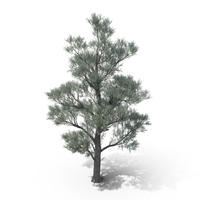 White Willow Tree PNG & PSD Images