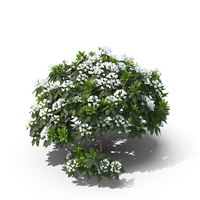 White Rhododendron Bush PNG & PSD Images