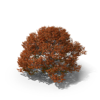 Red Oak Tree PNG & PSD Images