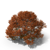 Red Oak Tree PNG & PSD Images