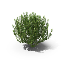 Green Ivy Bush PNG & PSD Images