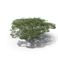Acacia Tree PNG & PSD Images