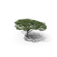 Acacia Tree PNG & PSD Images