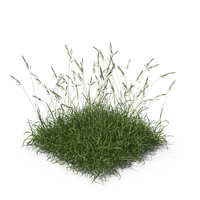 Tall Fescue Grass Patch PNG & PSD Images