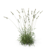 Tall Fescue Grass Patch PNG & PSD Images