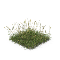 English Ray Grass Patch PNG & PSD Images