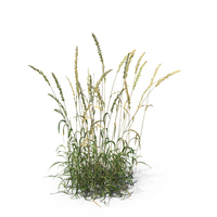 English Ray Grass Patch PNG & PSD Images