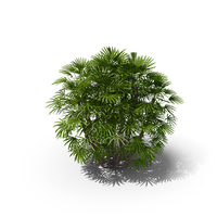 Bamboo Palm Tree PNG & PSD Images