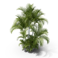 Butterfly Palm Trees PNG & PSD Images