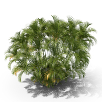 Butterfly Palm Trees PNG & PSD Images