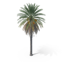 Date Palm Tree PNG & PSD Images