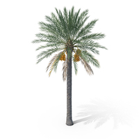 Date Palm Tree PNG & PSD Images
