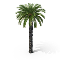 Japanese Sago Palm Tree PNG & PSD Images