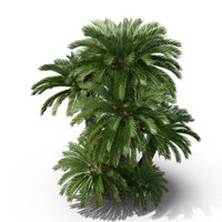 Japanese Sago Palm Trees PNG & PSD Images