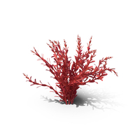 Artificial Rotala Aquatic Plant Red PNG & PSD Images