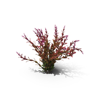 Rotala Aquatic Plant Orange PNG & PSD Images