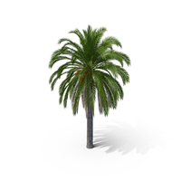 Date Palm Tree PNG & PSD Images