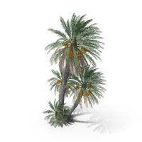 Date Palm Trees PNG & PSD Images