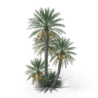 Date Palm Trees PNG & PSD Images