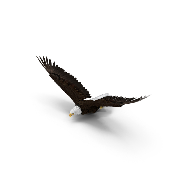 Bald Eagle in Flight PNG & PSD Images