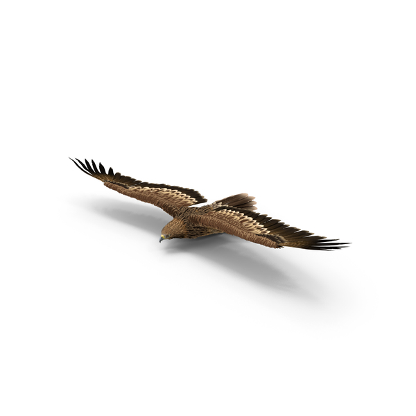 Flying Imperial Eagle PNG & PSD Images