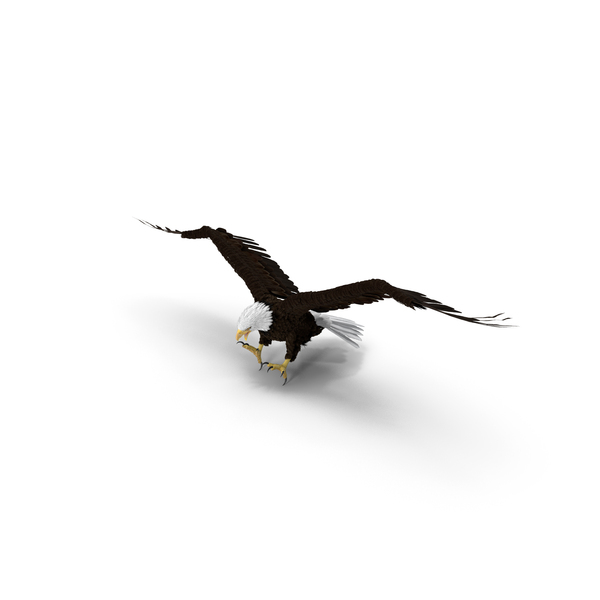 Bald Eagle Attack PNG & PSD Images