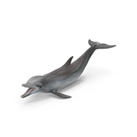 Common Bottlenose Dolphin PNG & PSD Images