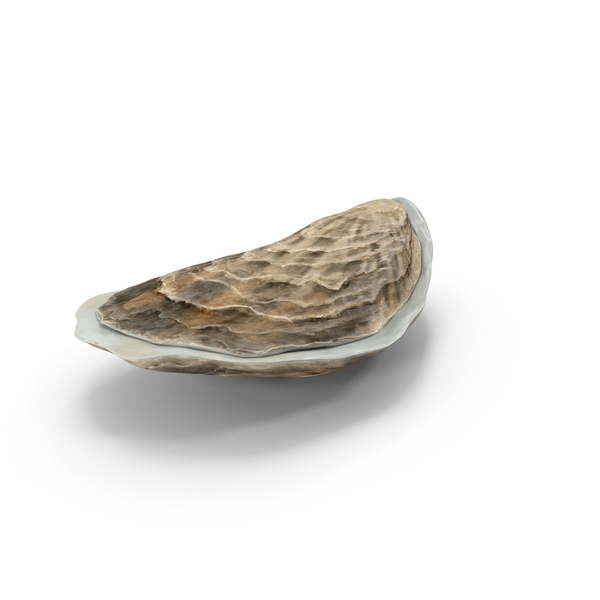 Closed Sea Oyster PNG & PSD Images