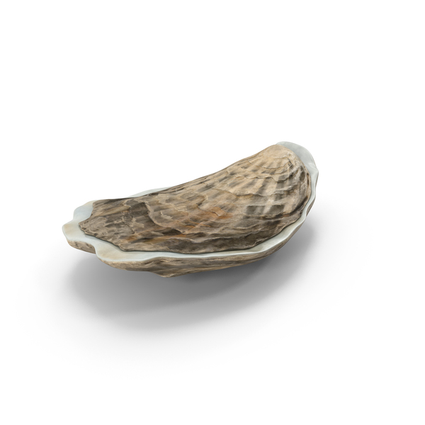 Closed Oyster PNG & PSD Images