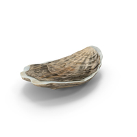 Closed Oyster PNG & PSD Images