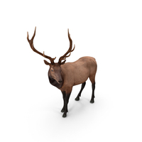 Elk Standing Pose PNG & PSD Images