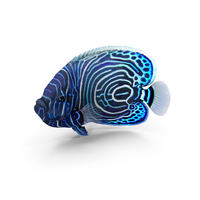 Pomacanthus Imperator Fish PNG & PSD Images