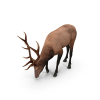 Cervus Canadensis PNG & PSD Images