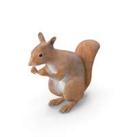 Red Squirrel In A Sitting Pose PNG & PSD Images