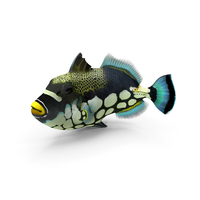 Balistoides Conspicillum or Bigspotted Triggerfish PNG & PSD Images