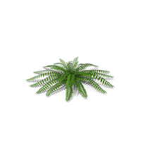 Realistic Tropical Fern Plant PNG & PSD Images