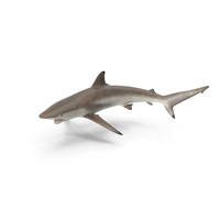 Spinner Shark or Carcharhinus Brevipinna PNG & PSD Images
