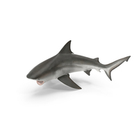 Carcharhinus Leucas Shark PNG & PSD Images