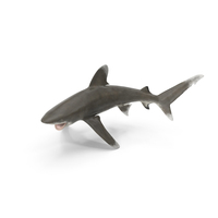 Oceanic Whitetip Shark or Carcharhinus Longimanus PNG & PSD Images