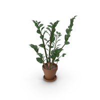 Plant Zamioculcas PNG & PSD Images