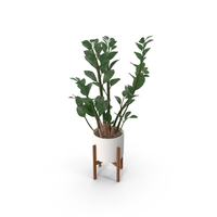 Plant Zamioculcas PNG & PSD Images