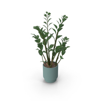 Plant Zamioculcas PNG & PSD Images