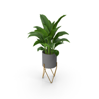 Plant Spathiphyllum PNG & PSD Images