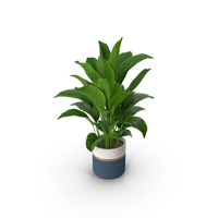 Plant Spathiphyllum PNG & PSD Images