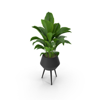 Plant Spathiphyllum PNG & PSD Images