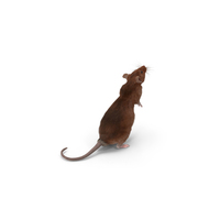 Realistic Lifelike Rodent Rat Standing Fur PNG & PSD Images