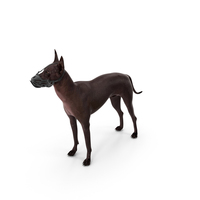 Xoloitzcuintli Rare Breed Mexican Dog With Muzzle PNG & PSD Images