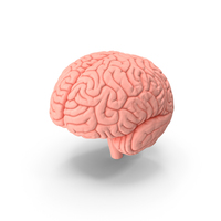 Human Brain Plastic Model PNG & PSD Images